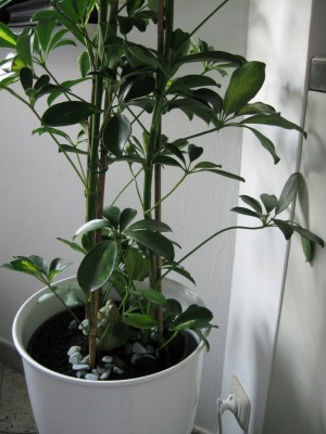 Pflanze01-5.jpg