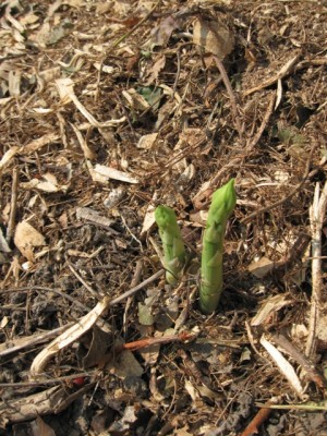 Asparagus mampfus.JPG