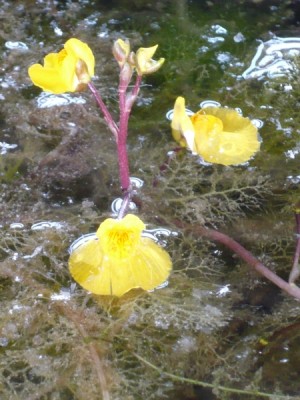 utricularia_vulgaris.jpg