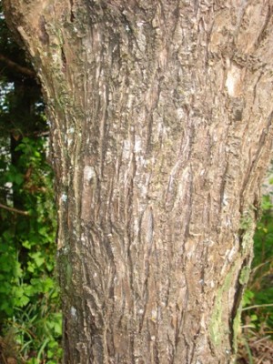 Rinde Baum 3.jpg