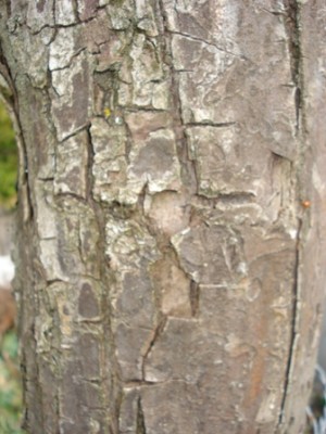 Rinde Baum 1.jpg