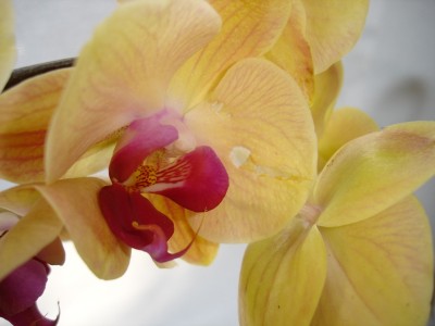 orchideenbluete.jpg