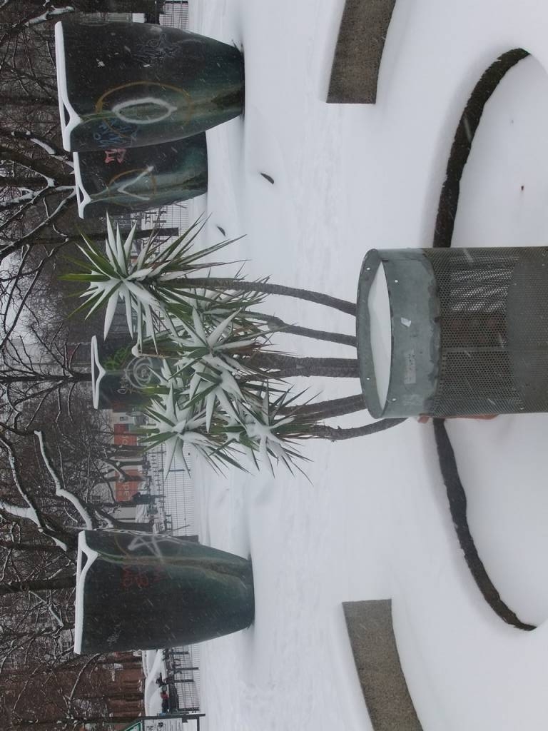Galerie von RiRu · GREEN24 Pflanzen & Garten Forum
