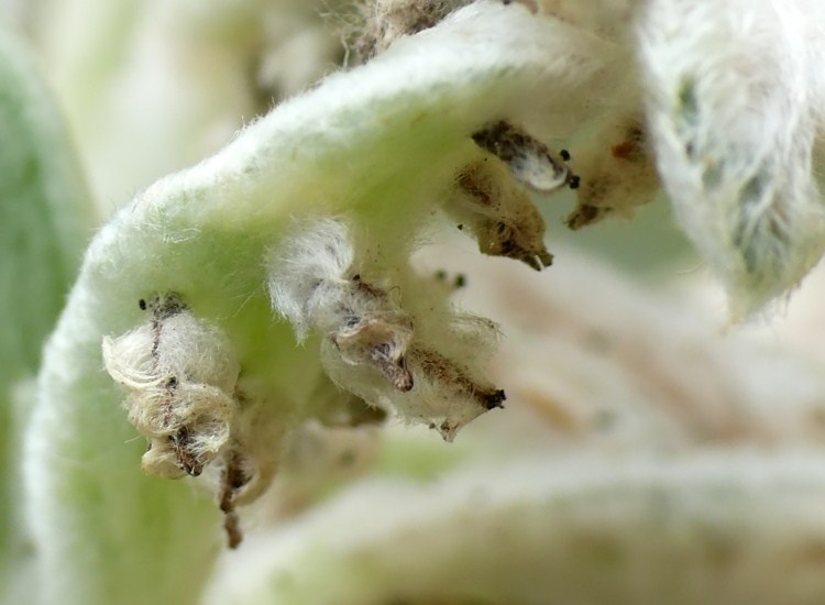 Schädlinge Im Garten Bestimmen Garten Ideen
