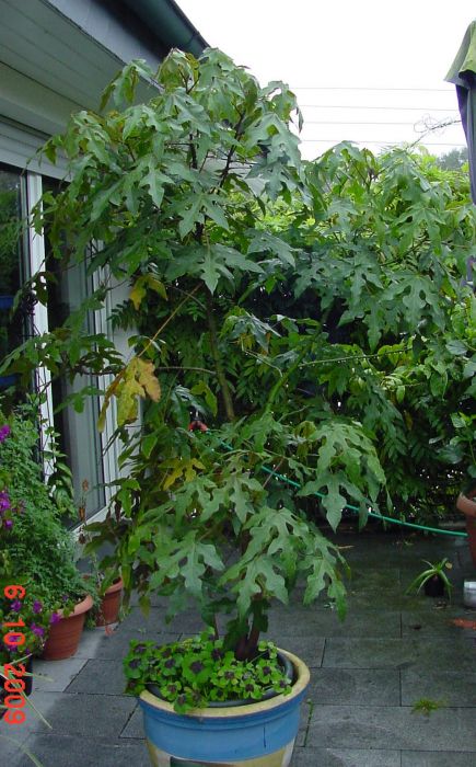 Brachychiton zurückschneiden und Stecklinge? - Pflegen & Schneiden ...