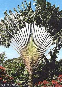Ravenala madagascariensis - Baum des Reisenden - Anleitungen Saatgut & Samen & Sorten - GREEN24 ...